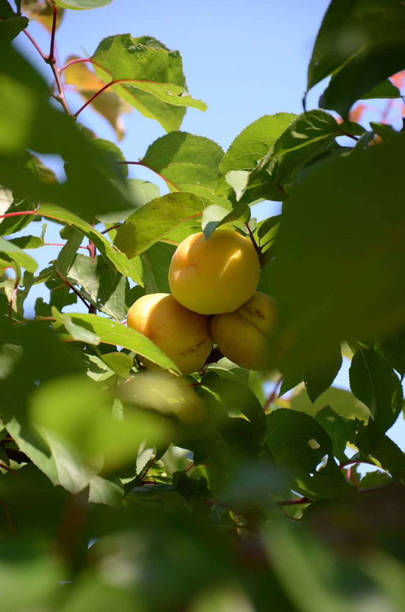 Peter Englander trädgårdsdesign aprikos